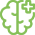 brain